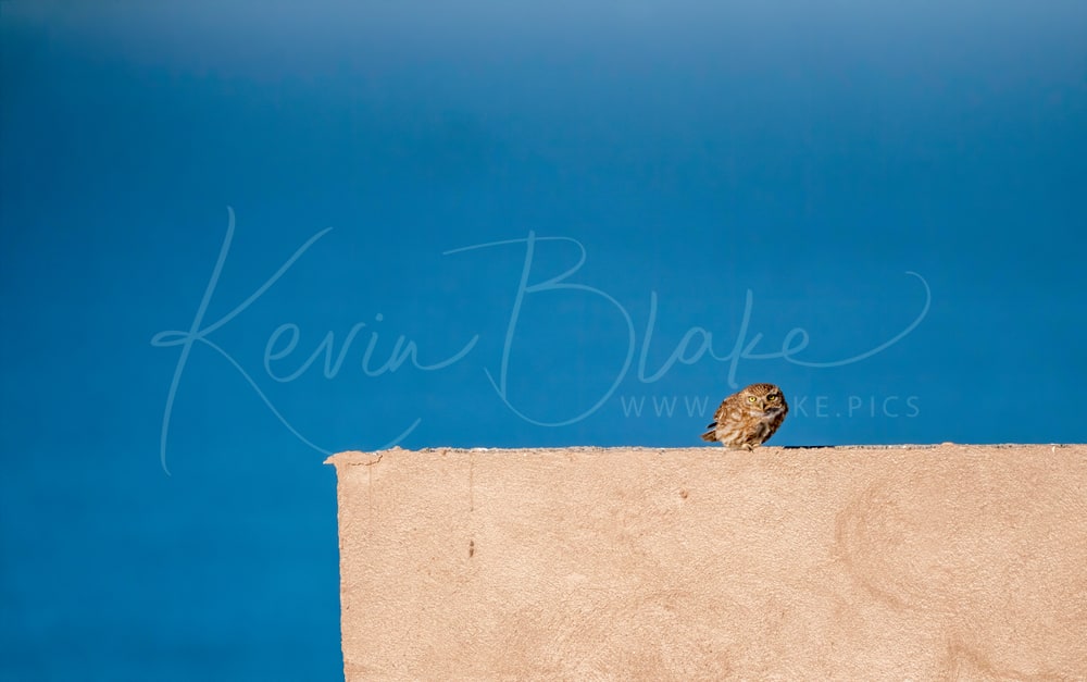 Little Owl, Souss Massa National Park, Morocco