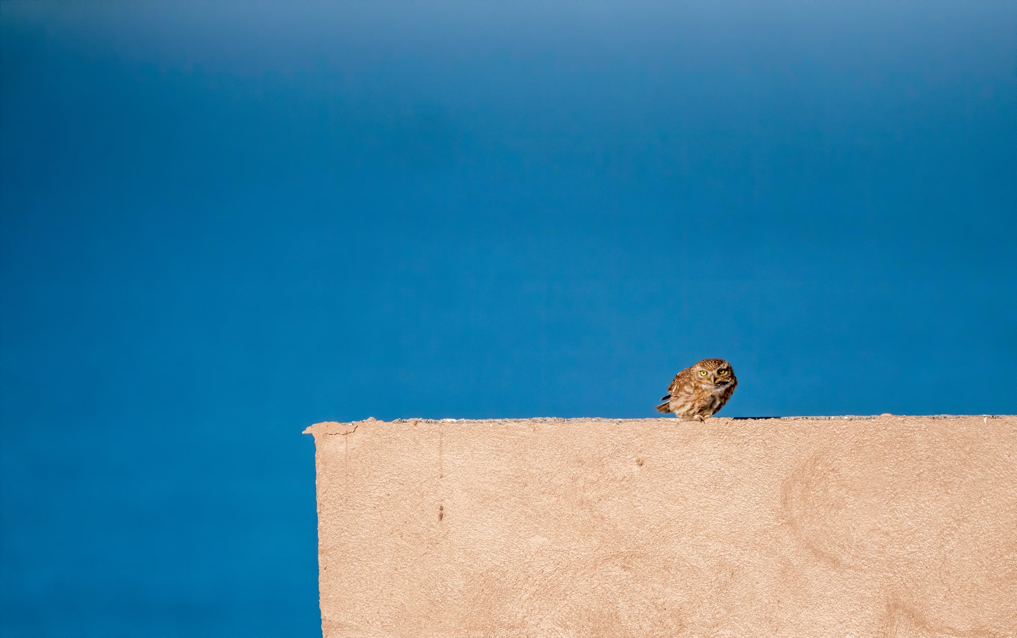 Little Owl, Souss Massa National Park, Morocco