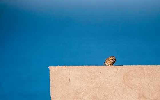 Little Owl, Souss Massa National Park, Morocco