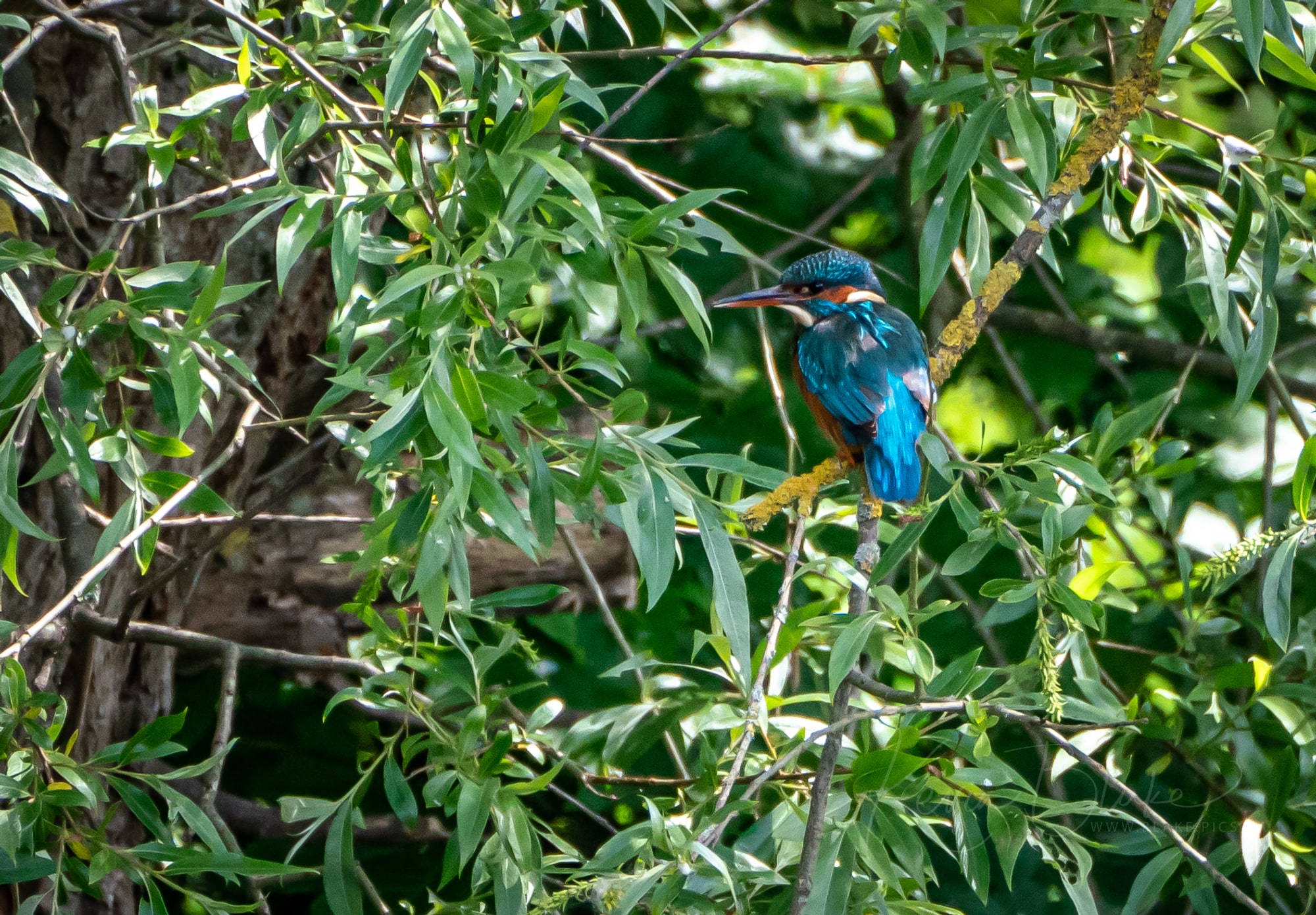 Female kingfisher at Rye Meads RSPB Reserve