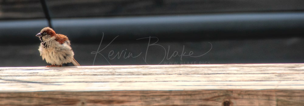 Male House Sparrow perched on a wooden rail, Lake District, UK