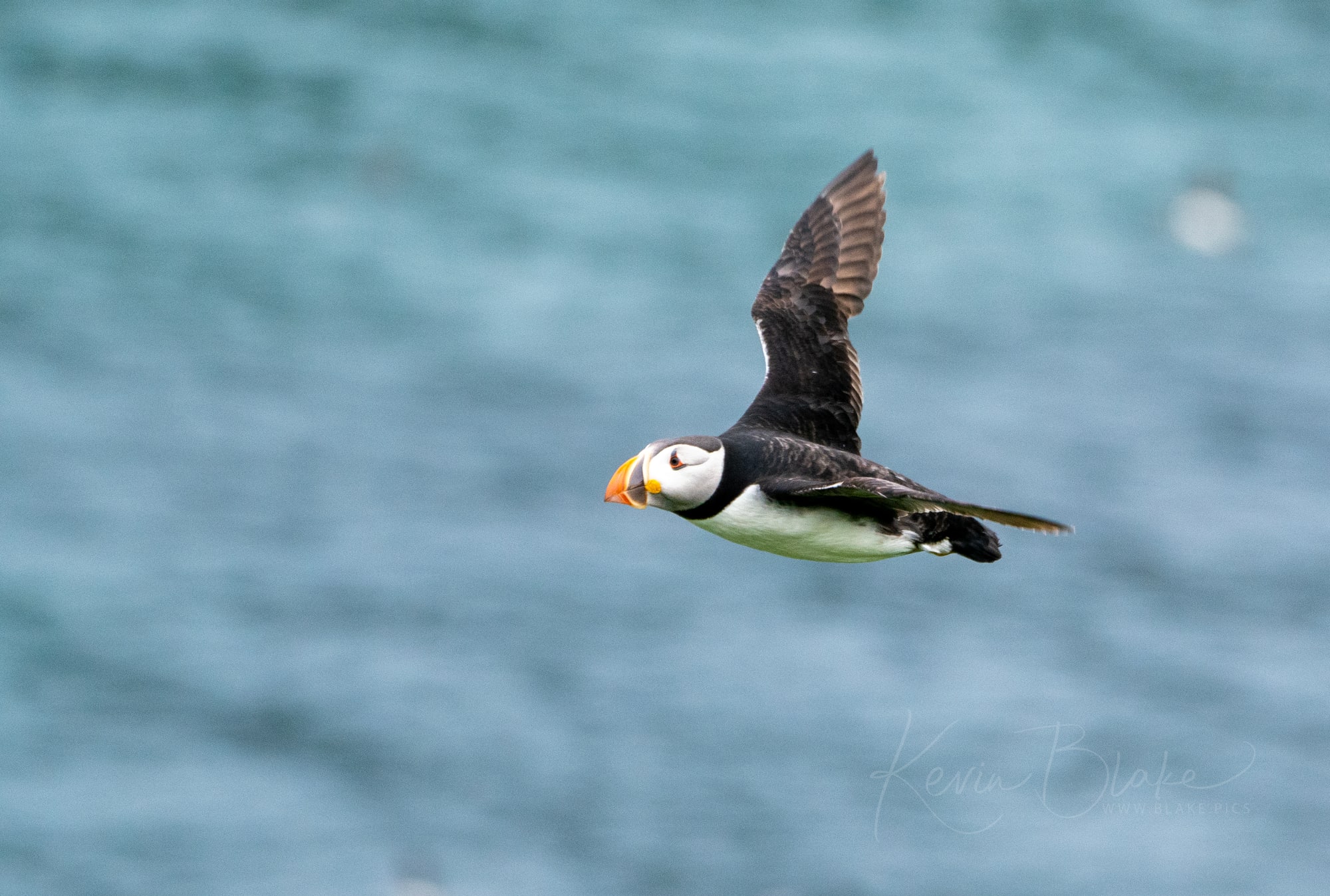 June Pembrokeshire 25
