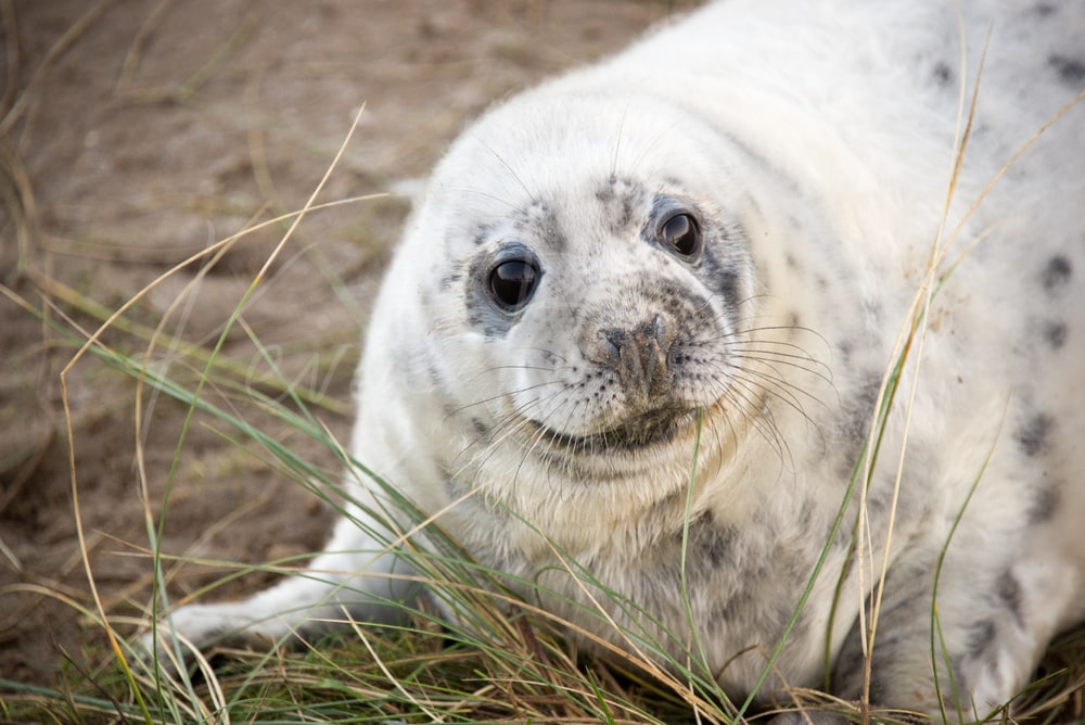 Seals at Donna Nook