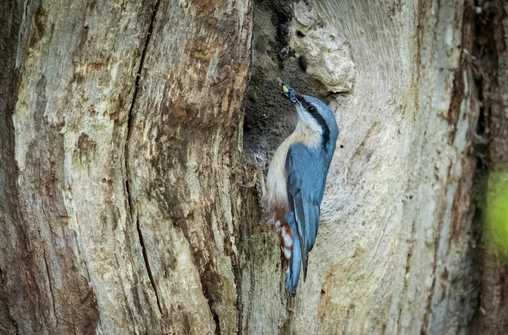 May 16 Nuthatch Buffet