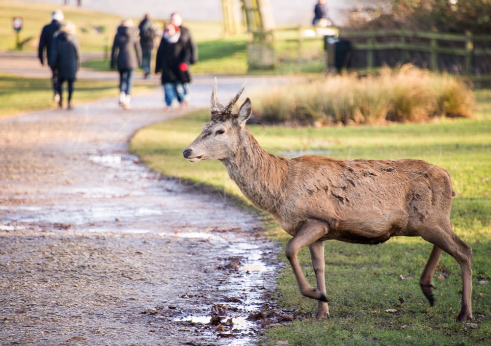 Young Red Deer stag walking beside a muddy footpath with walkers behind