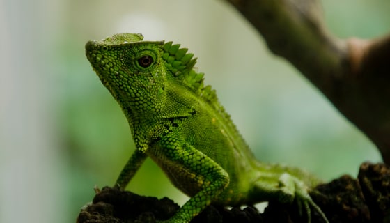 Green lizard and wildlife photography (wildlife gallery)