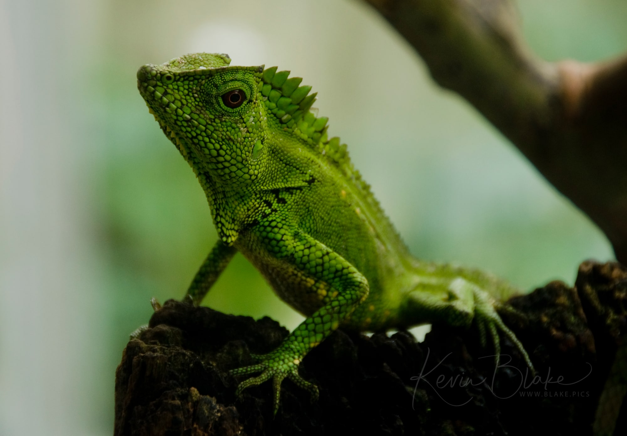 Green Lizard