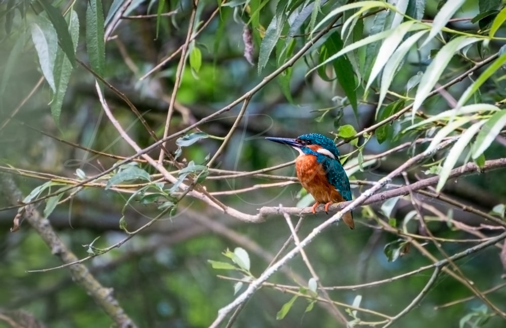 Male Kingfisher Near Stocker's Lake