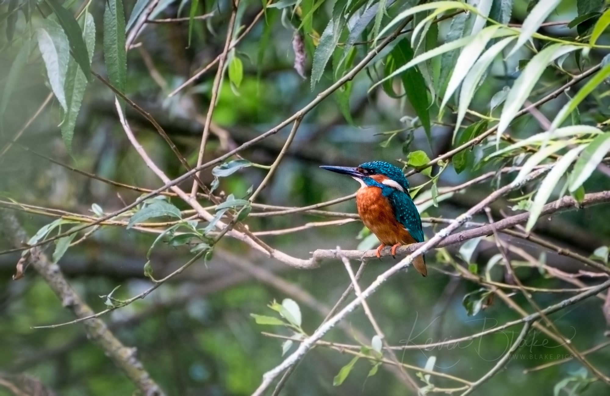Male Kingfisher Near Stocker's Lake