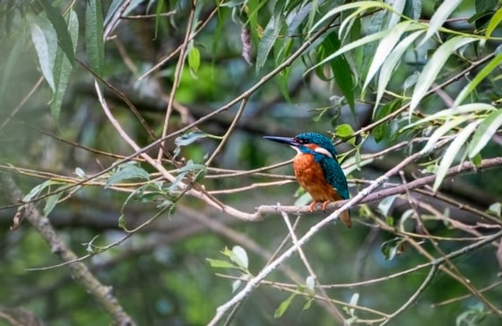 Male Kingfisher Near Stocker's Lake