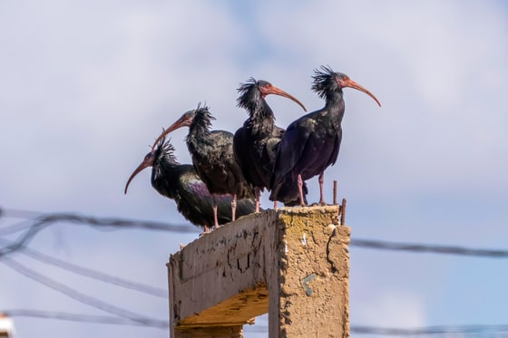 Northern Bald Ibis photograph
