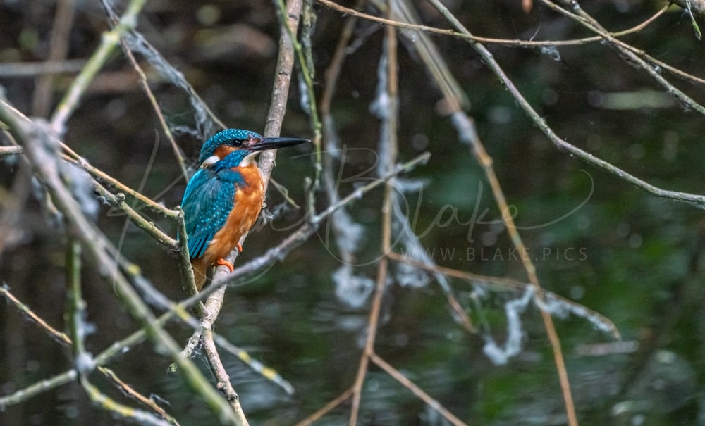 Male Common Kingfisher perched among bare twigs over dark water, Rickmansworth, Hertfordshire