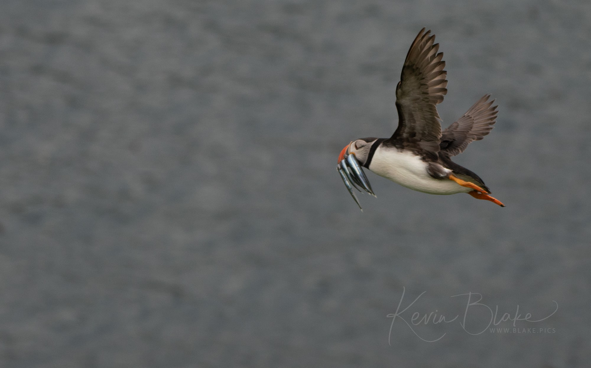 June Pembrokeshire 23