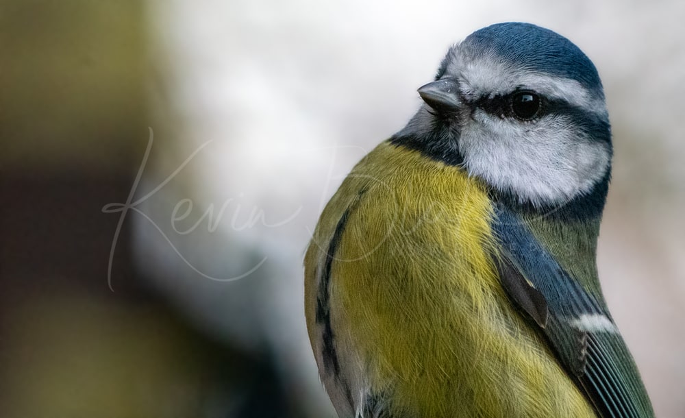 Blue Tit