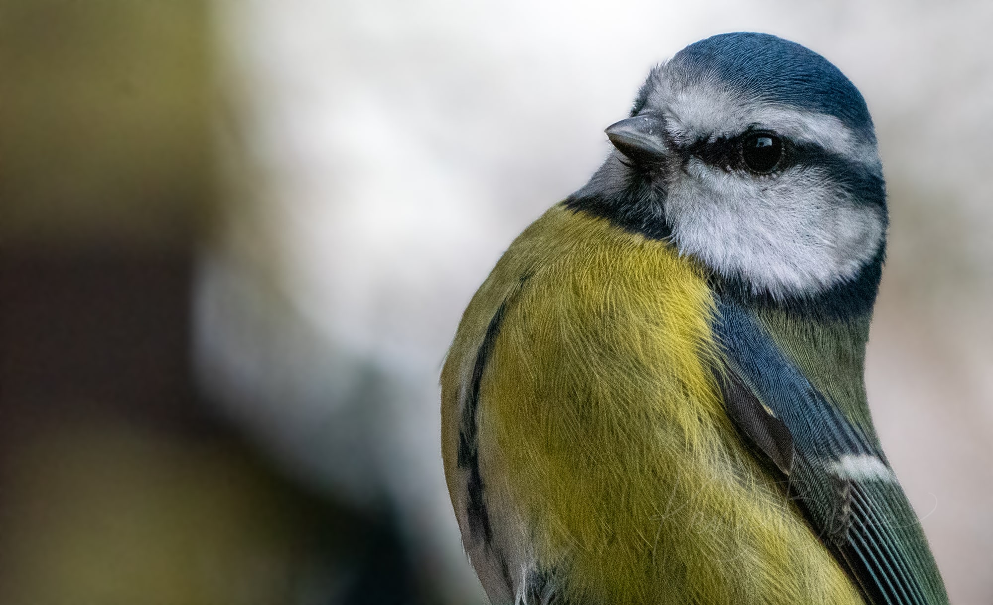 Blue Tit
