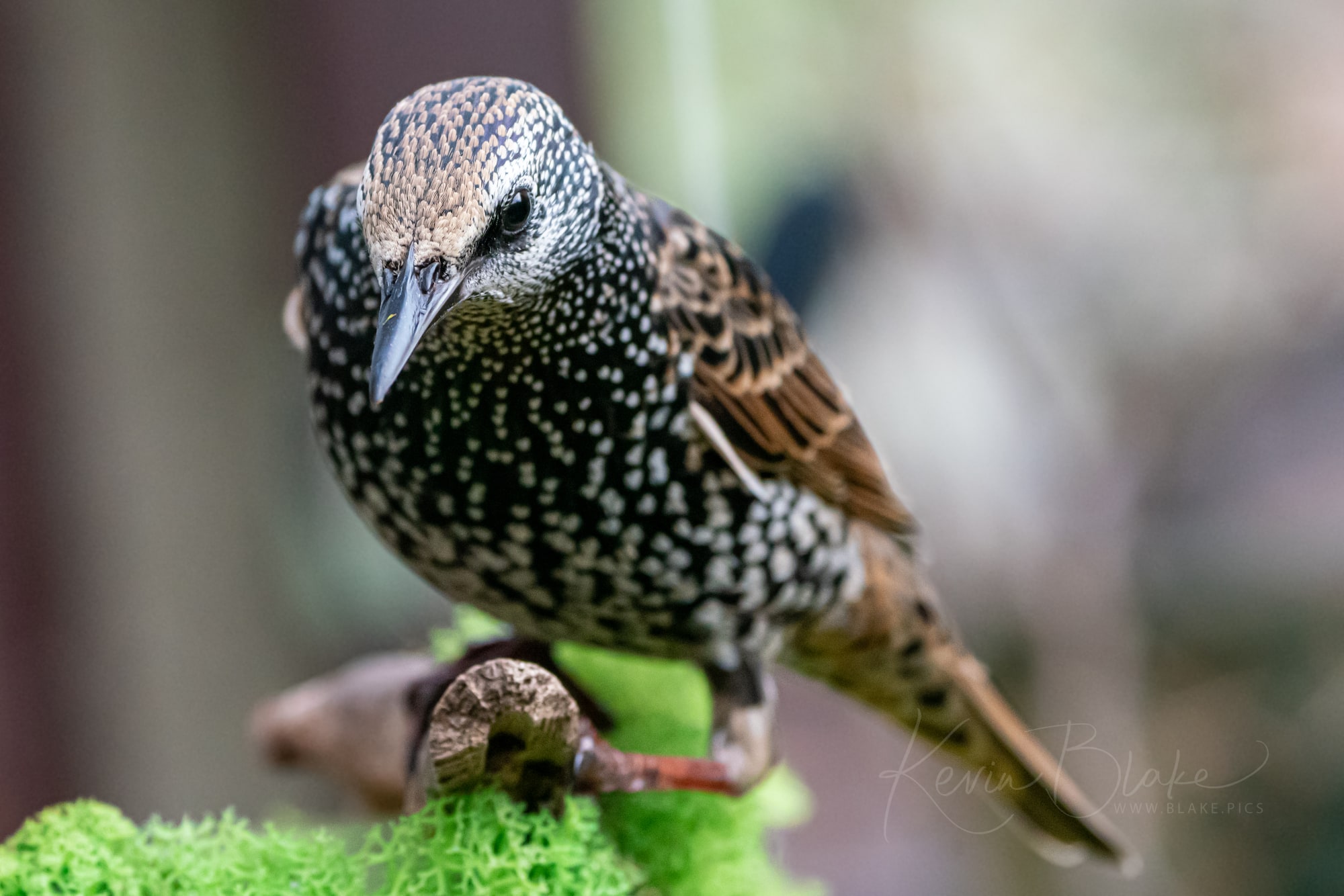 Starling