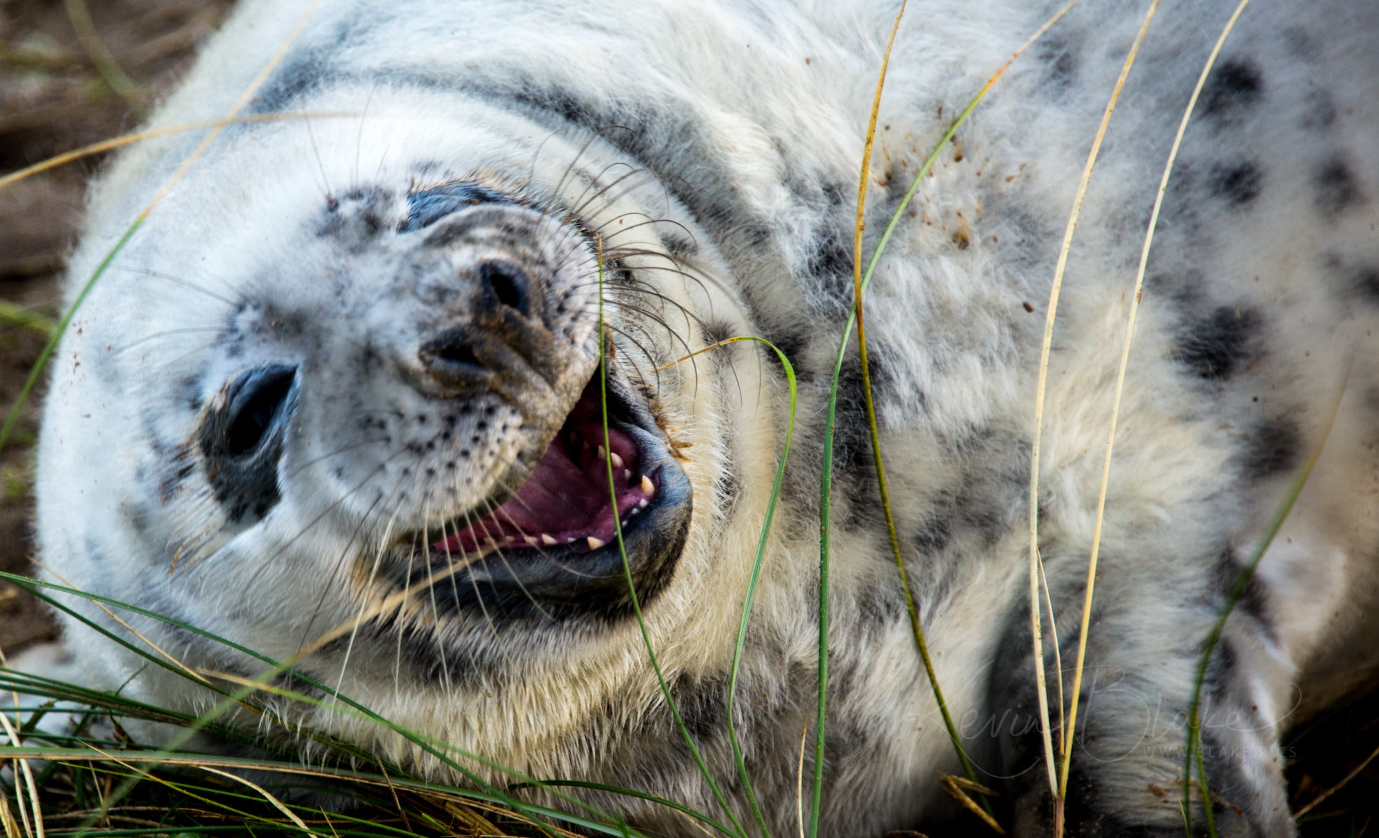 Seals at Donna Nook