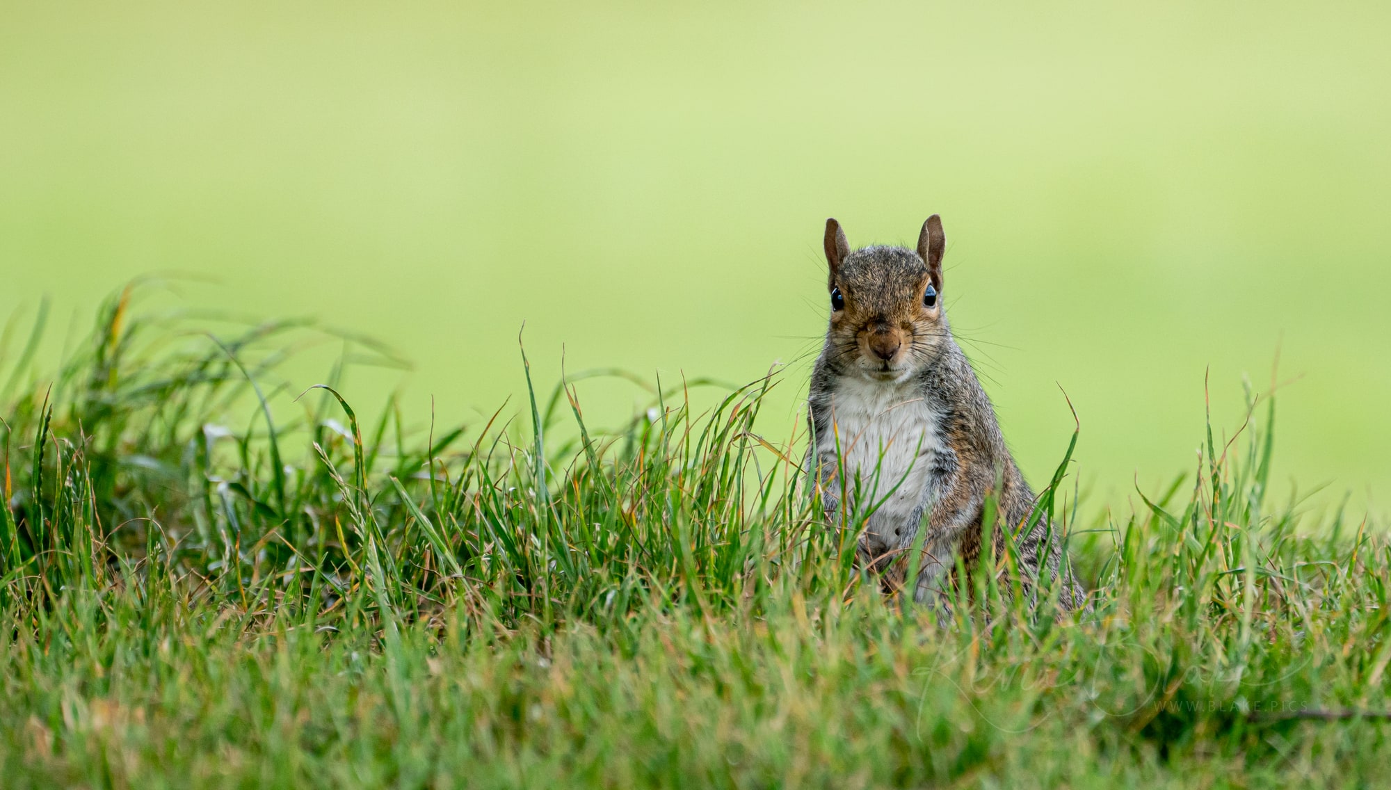 Squirrel in Cassiobury Park