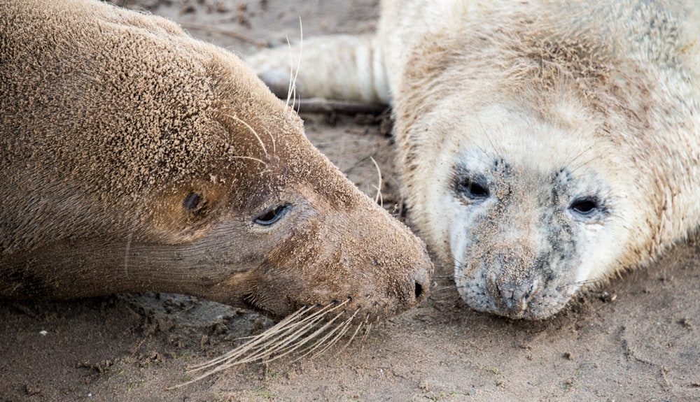 Seals at Donna Nook