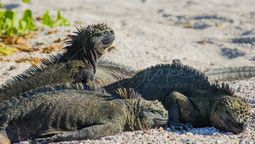 Group of Marine Iguanas basking on a sandy beach, Galápagos, Ecuador