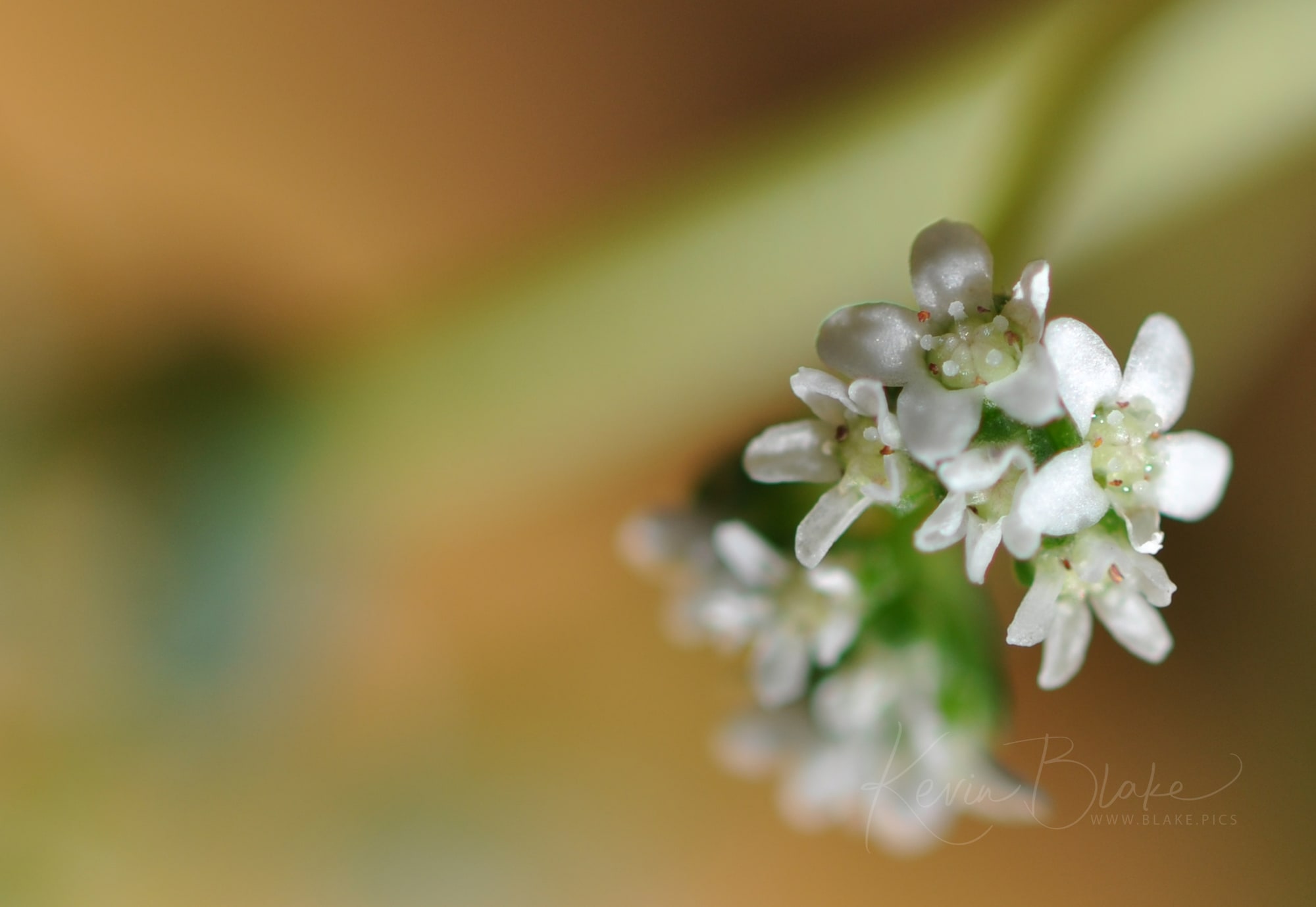 Crassula Montana Quadrangularis