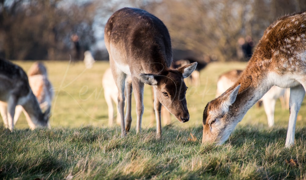Fallow Deer grazing on frosty grass with the herd behind