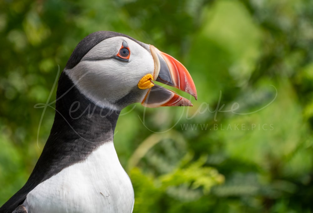 Puffin Portrait taken on Skomer, Pembrokeshire