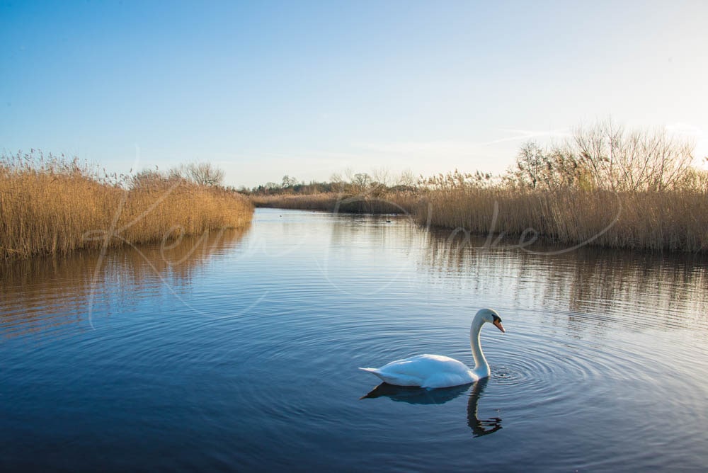 Swan at WWT, London