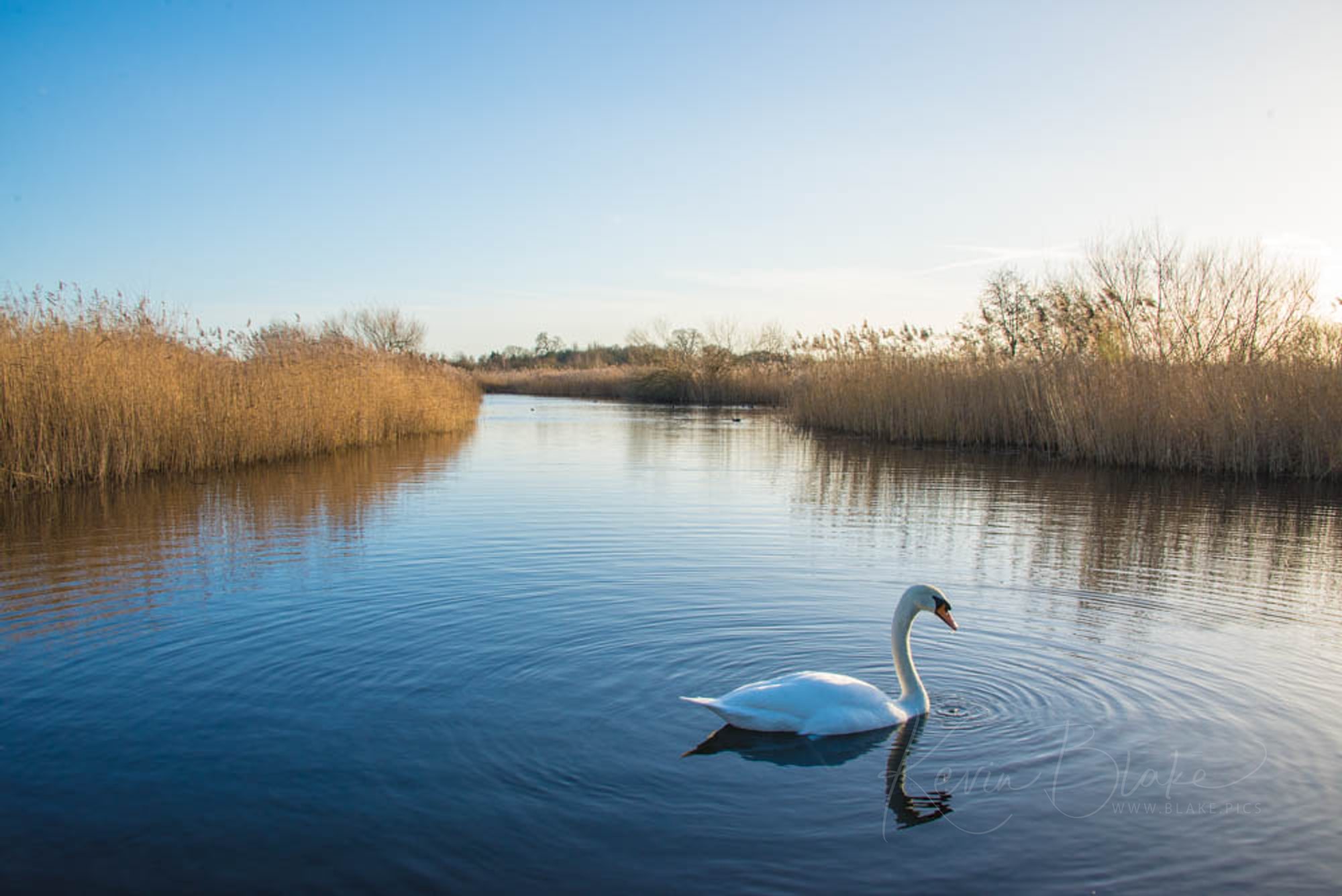 Swan at WWT, London
