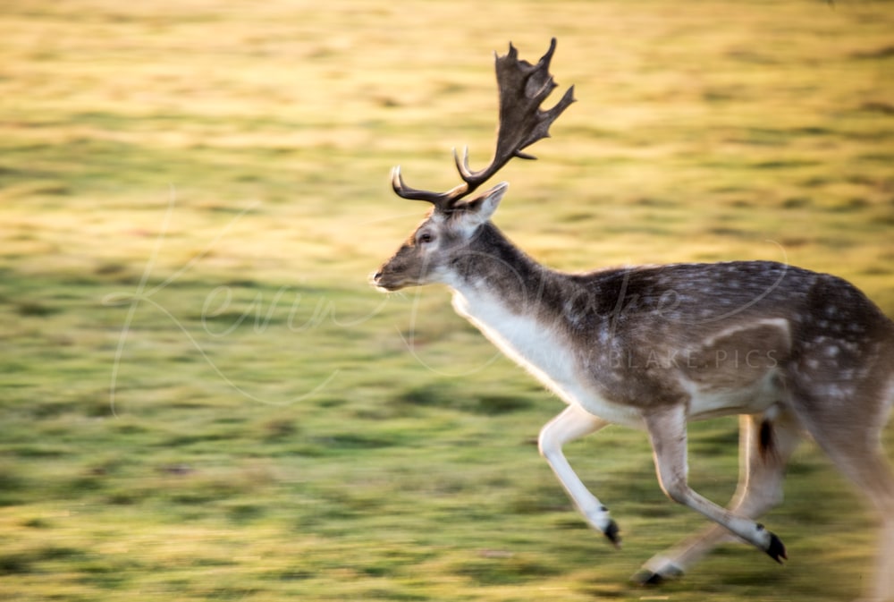 Fallow Deer buck running across grassland