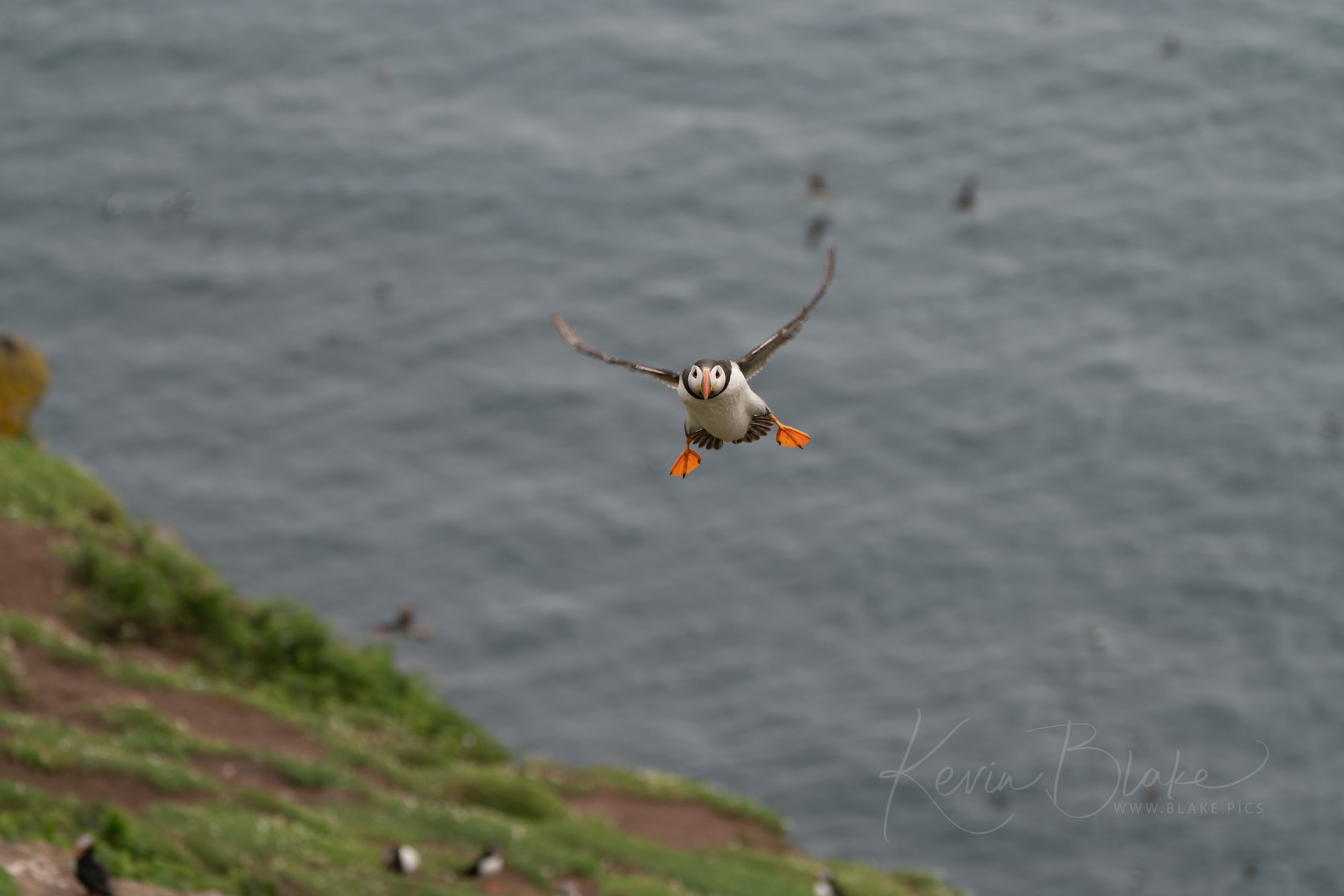 June Pembrokeshire 4