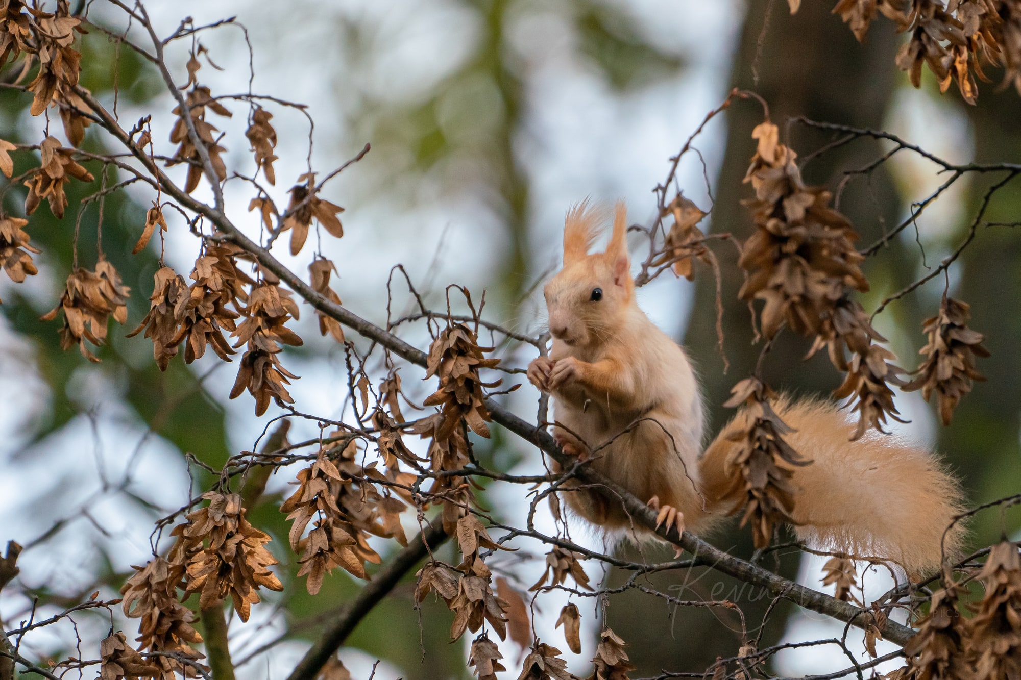 White-Red Squirrel on Petrin Hill, Prague in Autumn