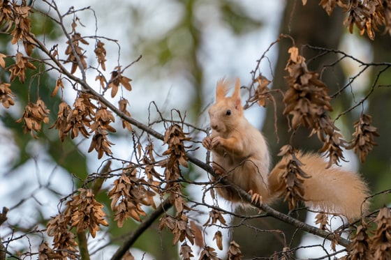 White-Red Squirrel on Petrin Hill, photographed in 2019