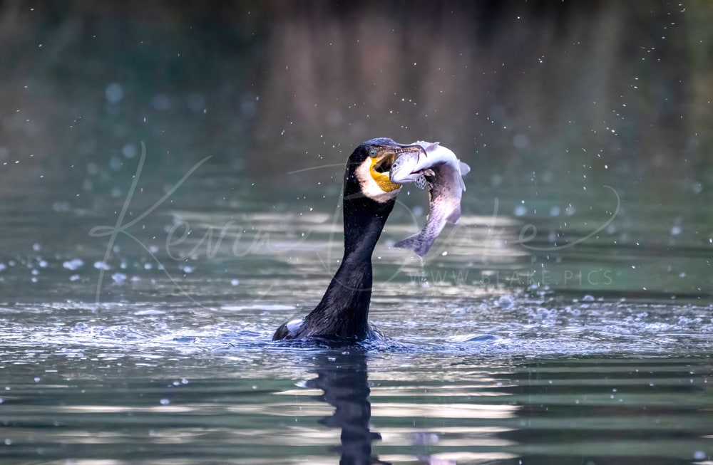 The Cormorant Breakfast Buffet