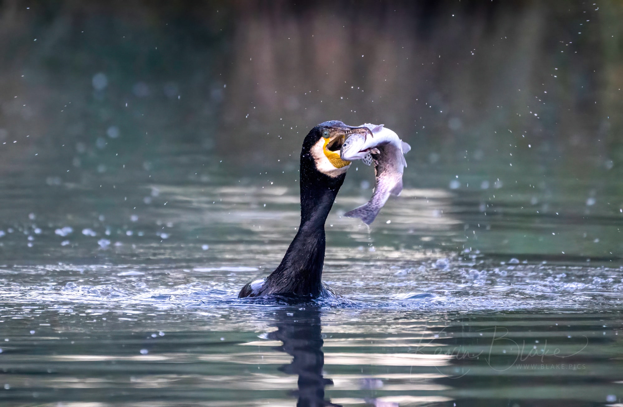 The Cormorant Breakfast Buffet