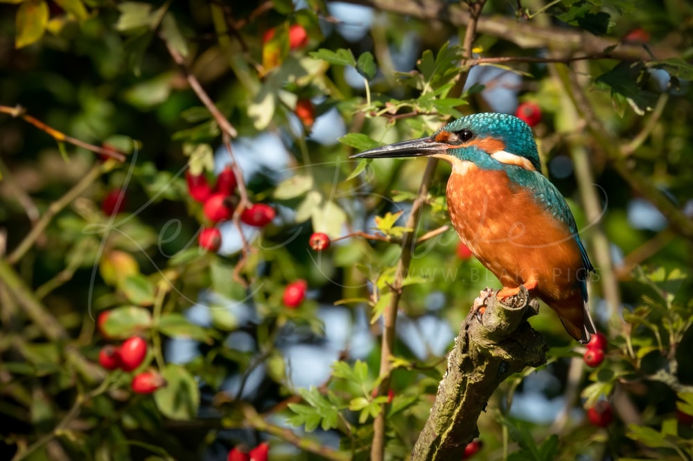 Kingfisher Profile, taken near the Munden Estate, Watford