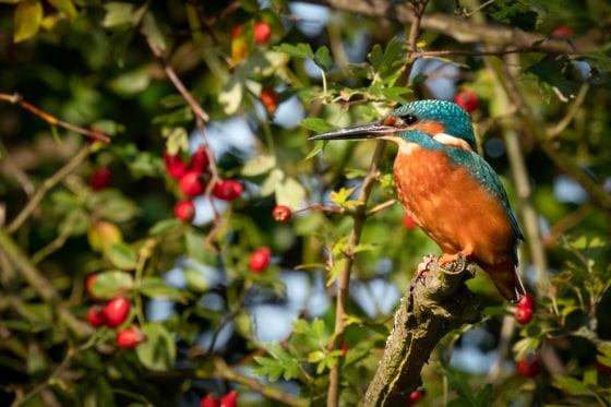 Kingfisher Profile, taken near the Munden Estate, Watford