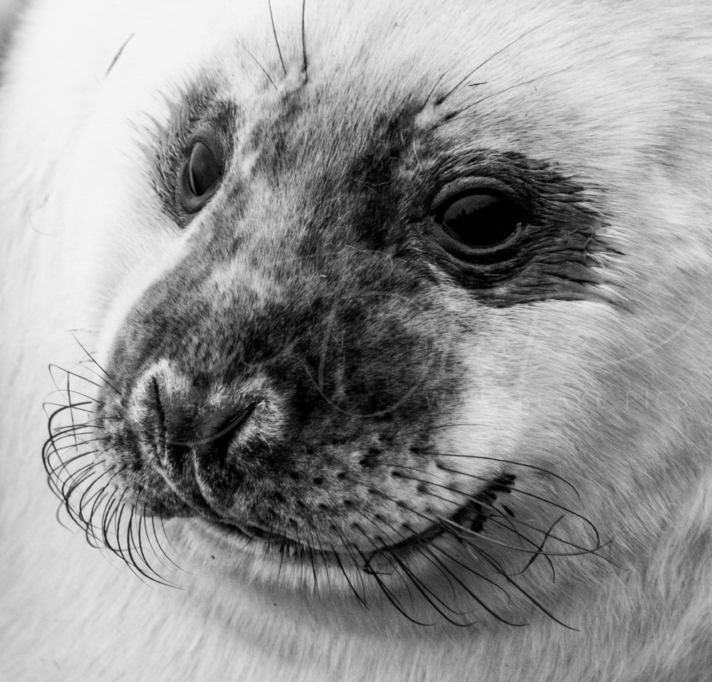 Seals at Donna Nook