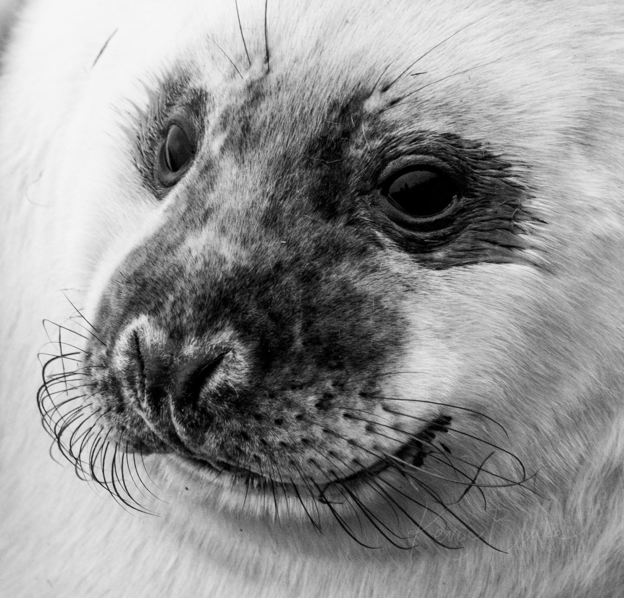 Seals at Donna Nook