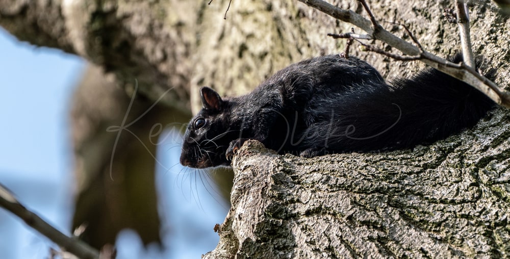 Black Squirrel