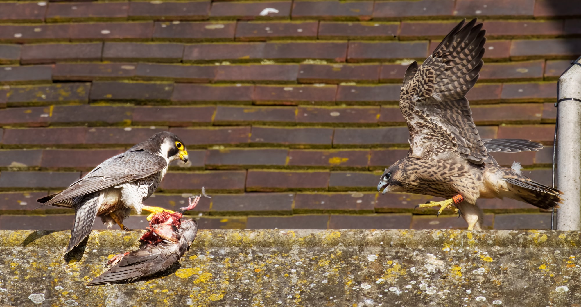 Peregrine Falcon Feeding Time, St Albans Abbey, Herts
