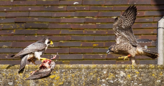 Peregrine Falcon Feeding Time, St Albans Abbey, Herts