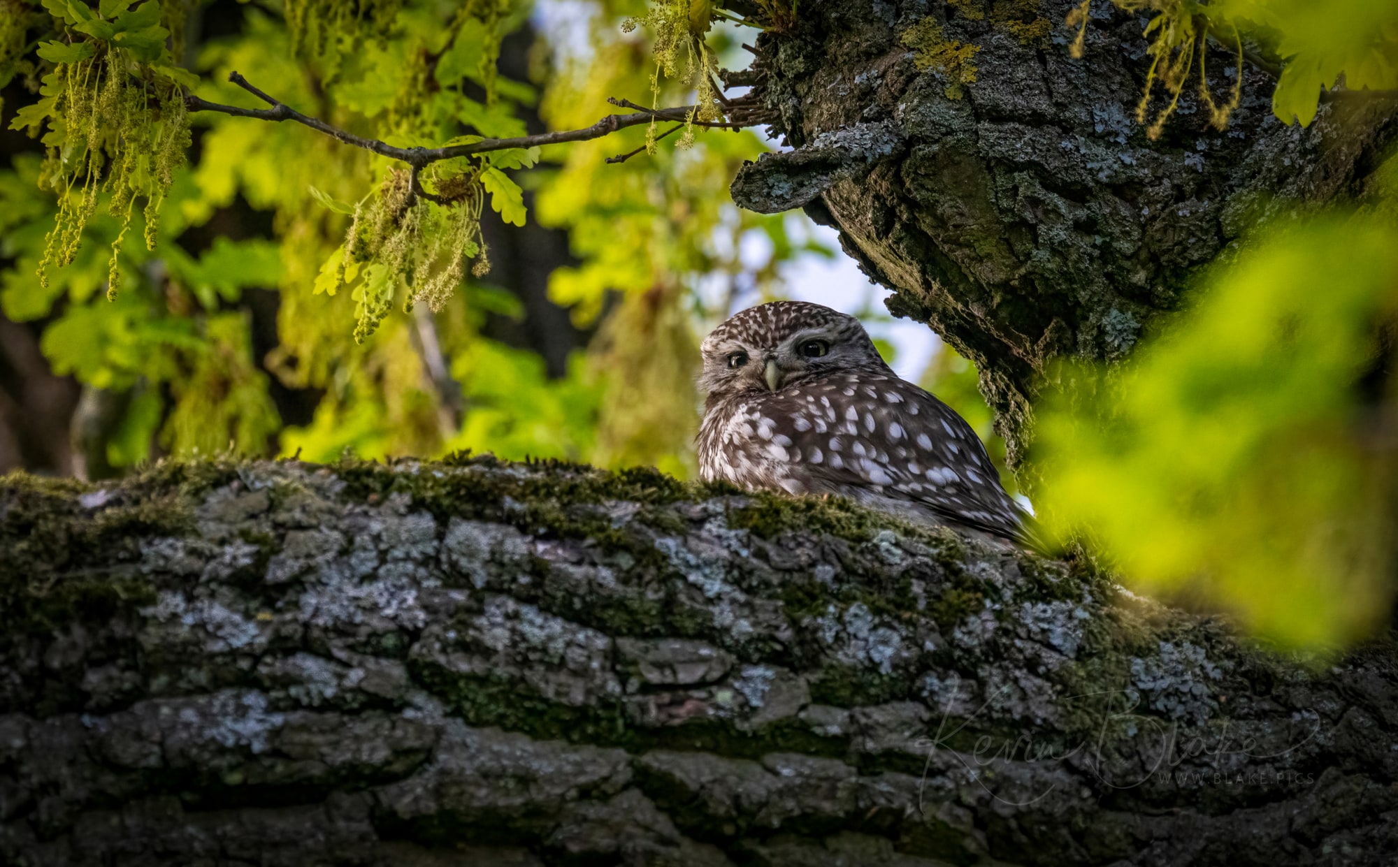 Little Owl, Cassiobury Park