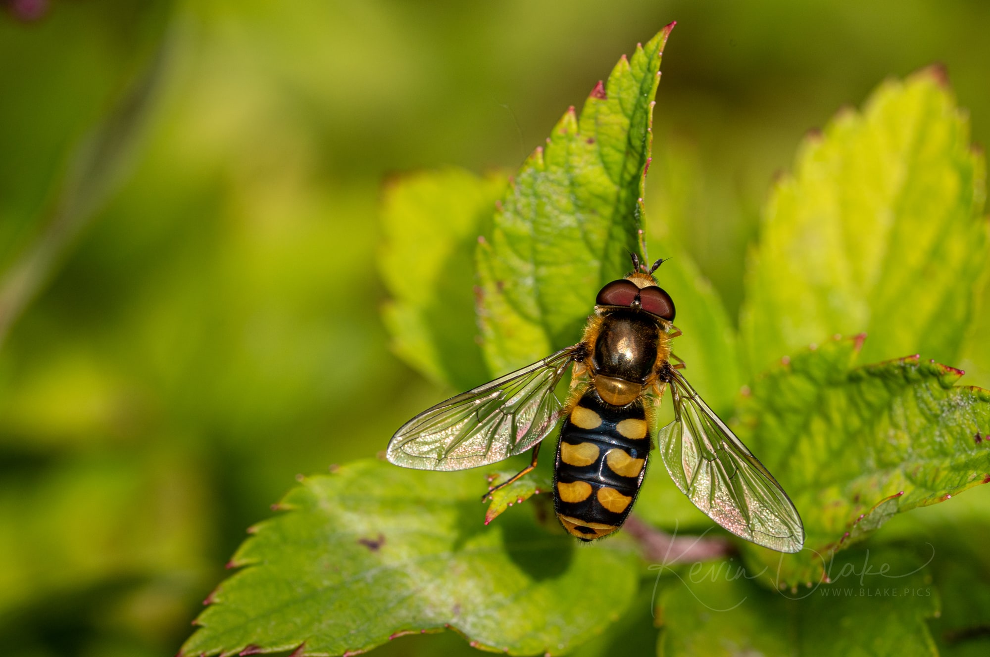 Hoverfly with yellow-and-black banded abdomen resting on a leaf, macro