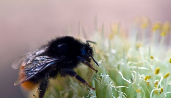 Macro photography gallery