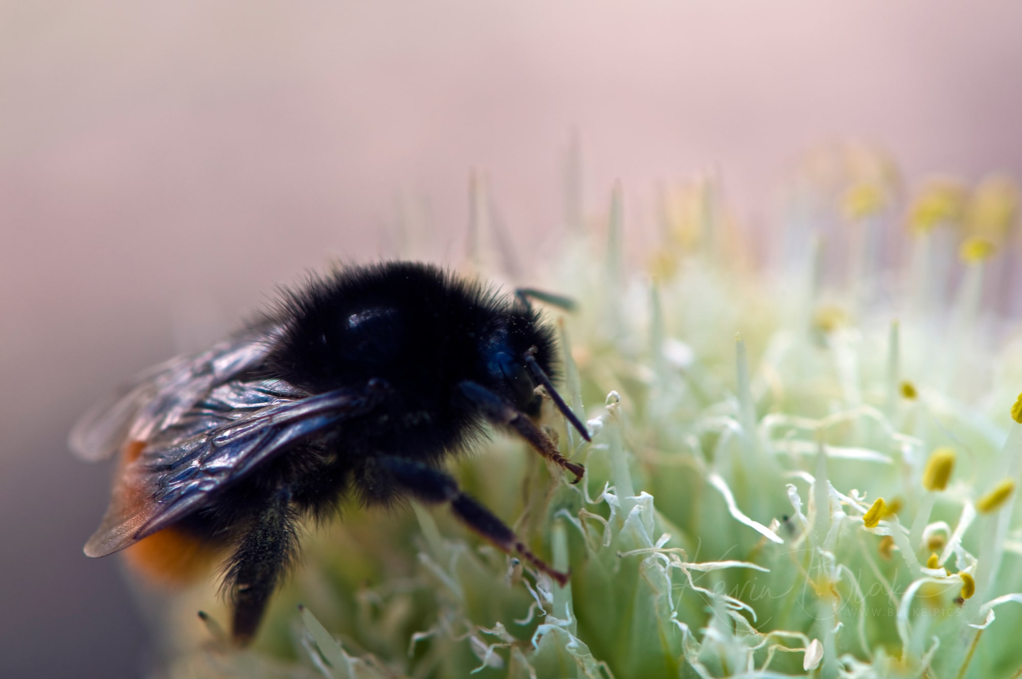 Bee