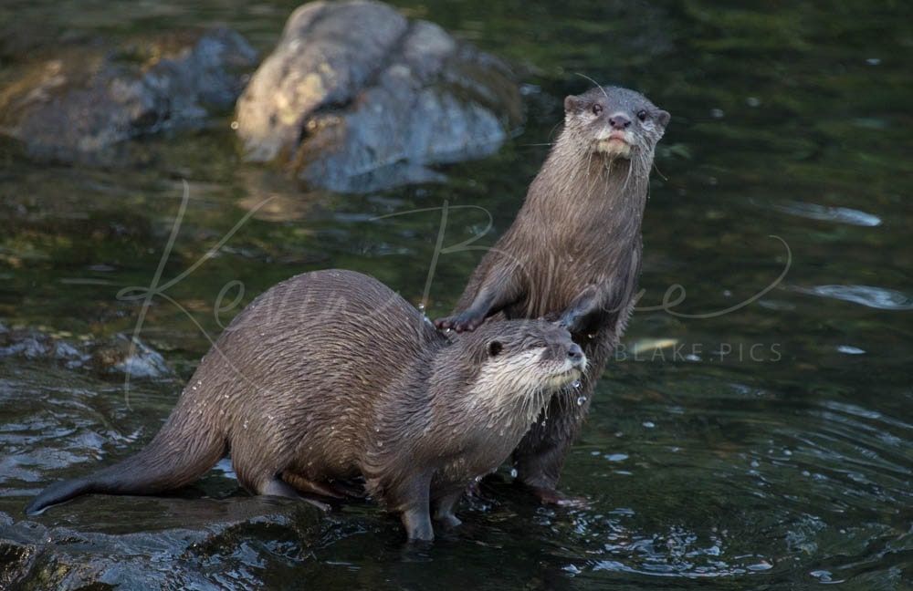 Otter
