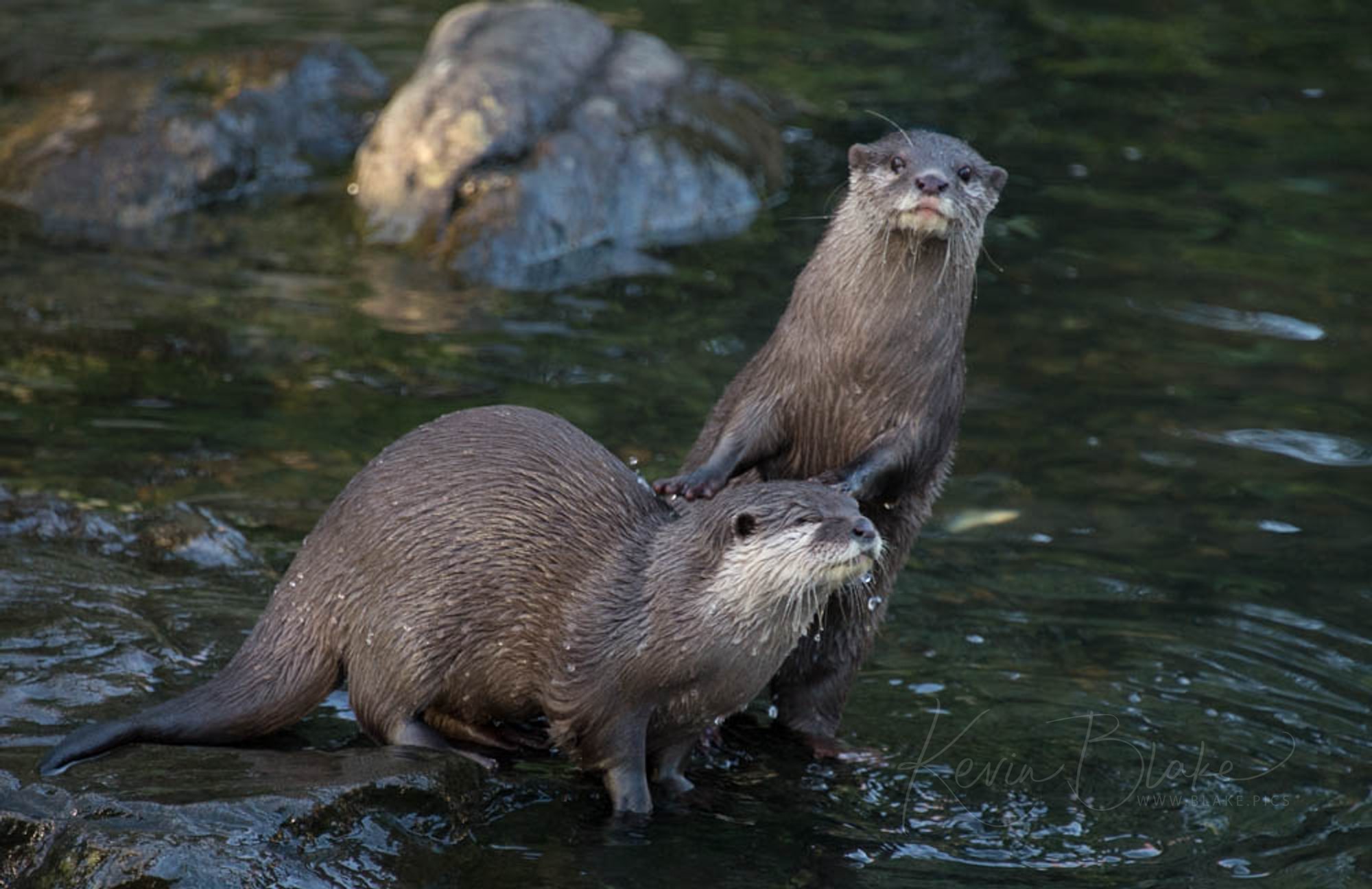 Otter