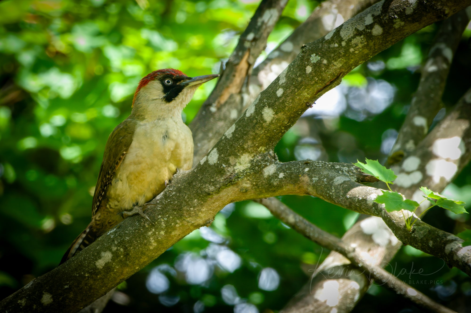 Green Woodpecker, Cassiobury Park