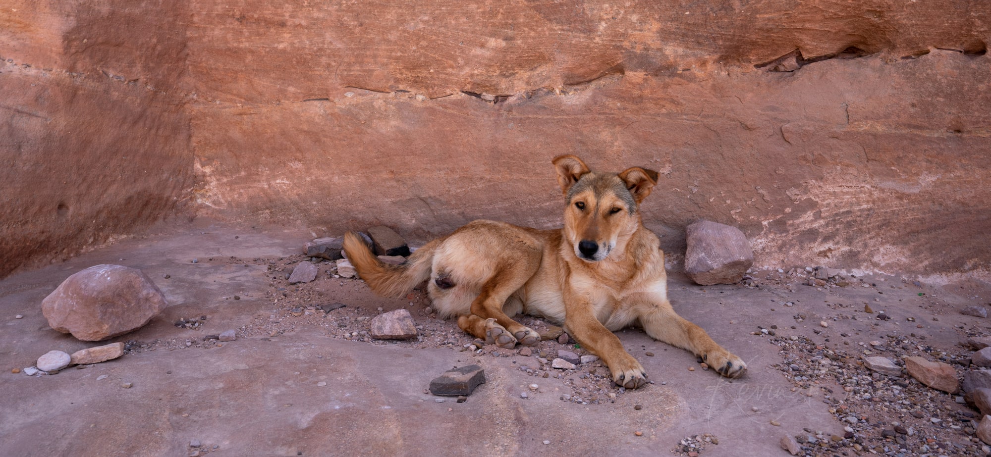 Petra Dogs Of Petra Robbie